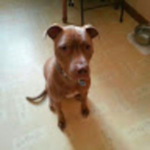 Meet your Posher, Albert